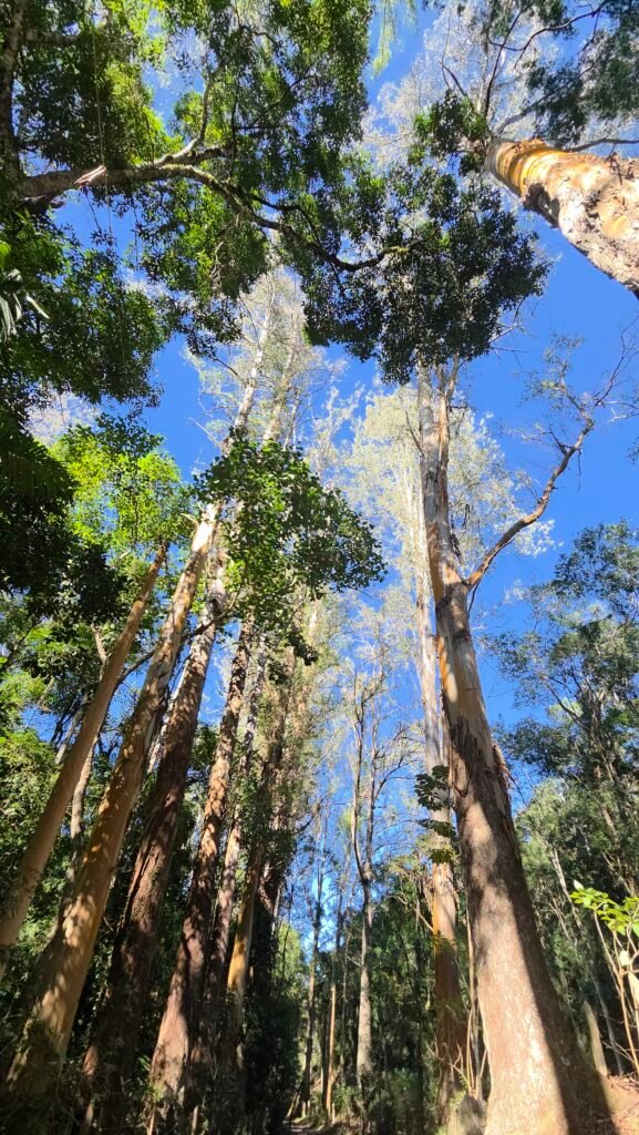 Trilha Palmital