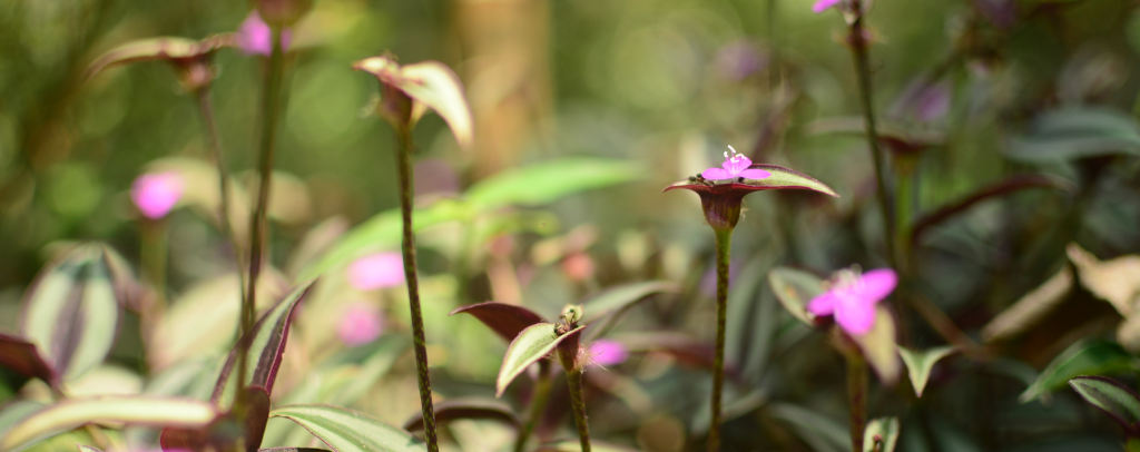 Dhamma Santi – Vipassana